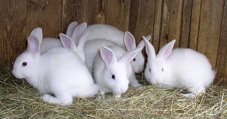 Крольчата породи Новозеландський білий