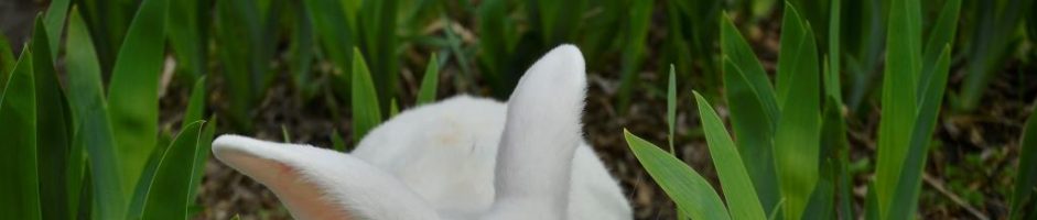 Кролик породи Новозеландський білий