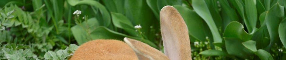 Кролик породи Новозеландський червоний