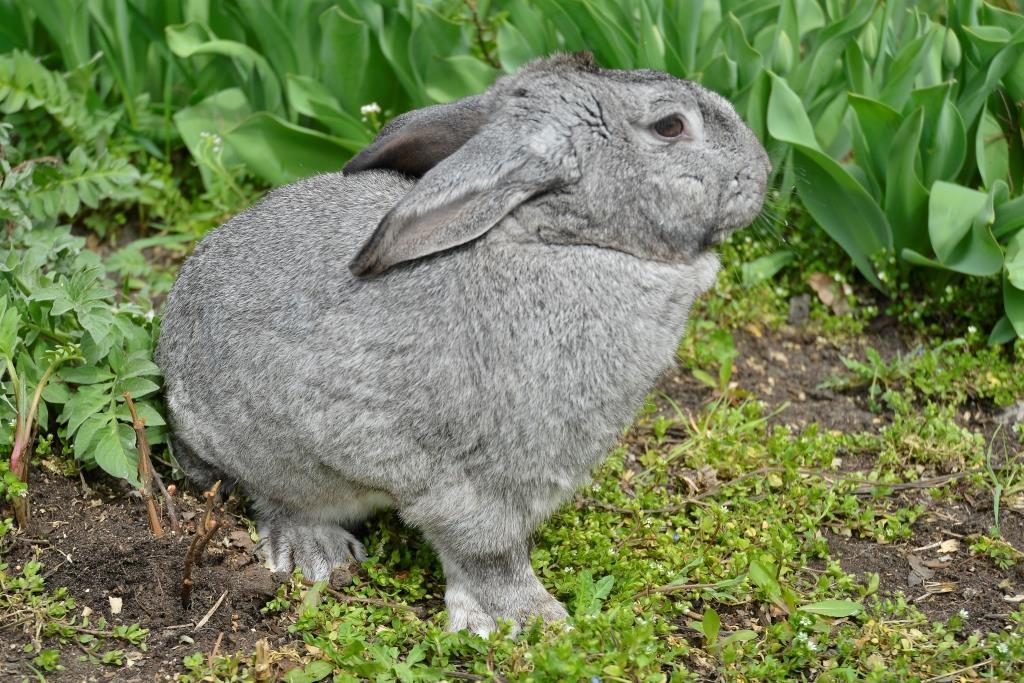 Кролик породи Шиншила