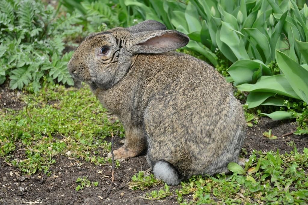 Кролик породи Гібридний