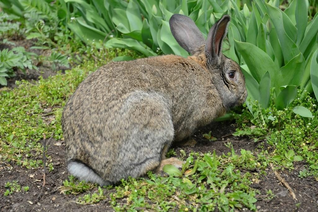 Кролик породи Гібридний